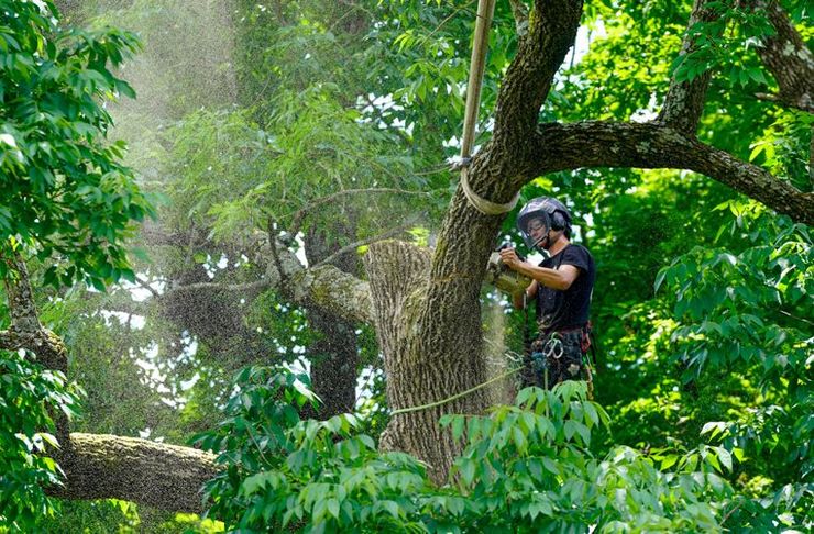 A man is cutting a tree with a chainsaw in the woods.