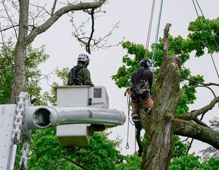 Two men are cutting a tree with a bucket truck.