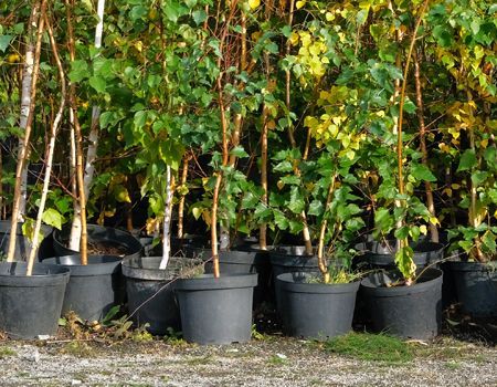 Potted saplings with tan and white trunks and green leaves in a nursery setting.