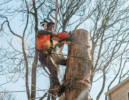 A man is cutting a tree stump with a chainsaw.