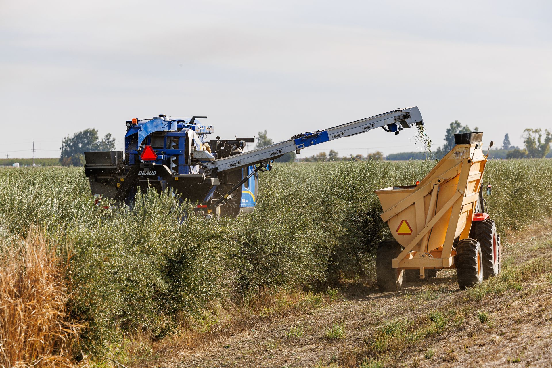 A tractor is picking olives in a field.