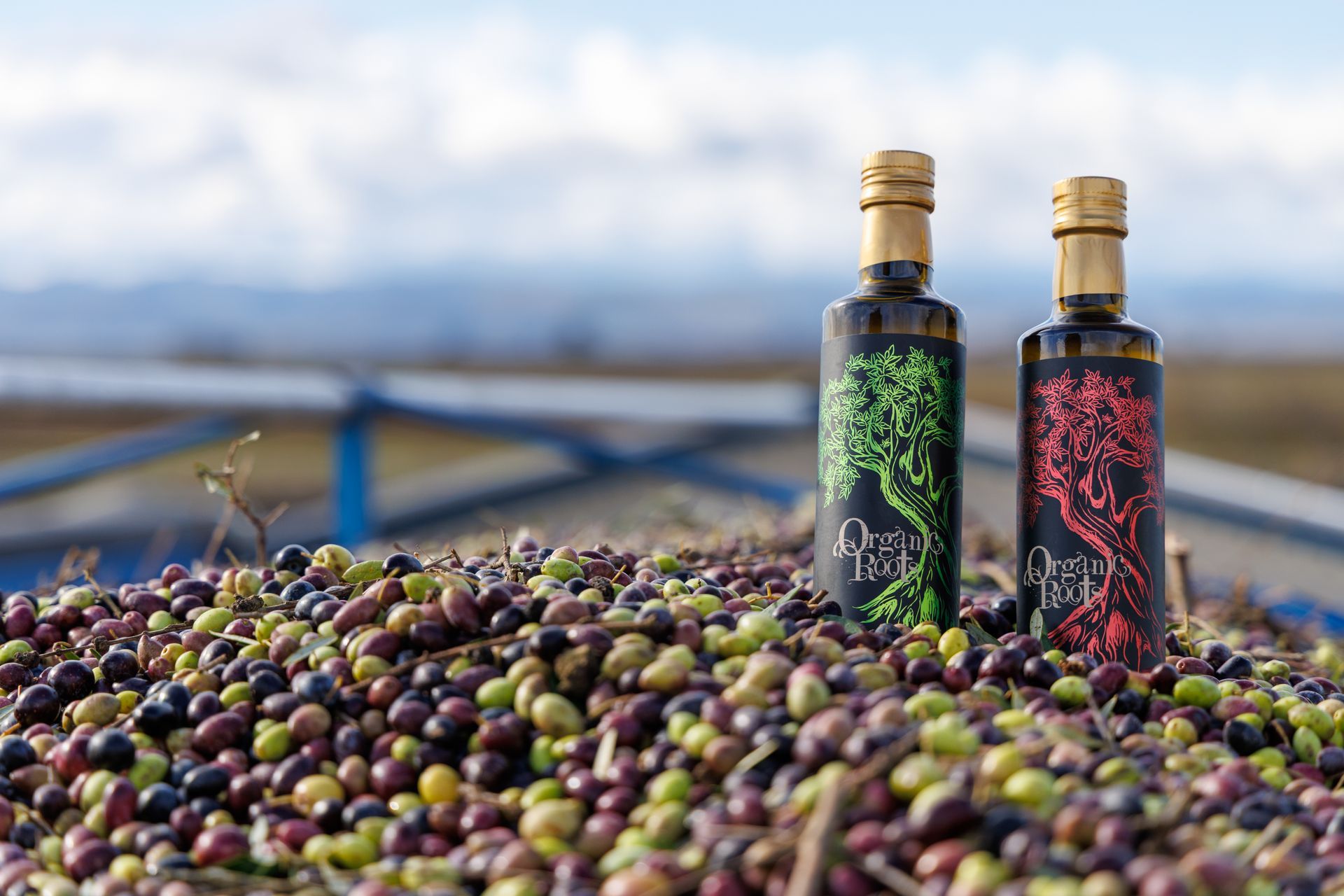Olive oil pouring from a tap into a glass bottle; hand holding the bottle.