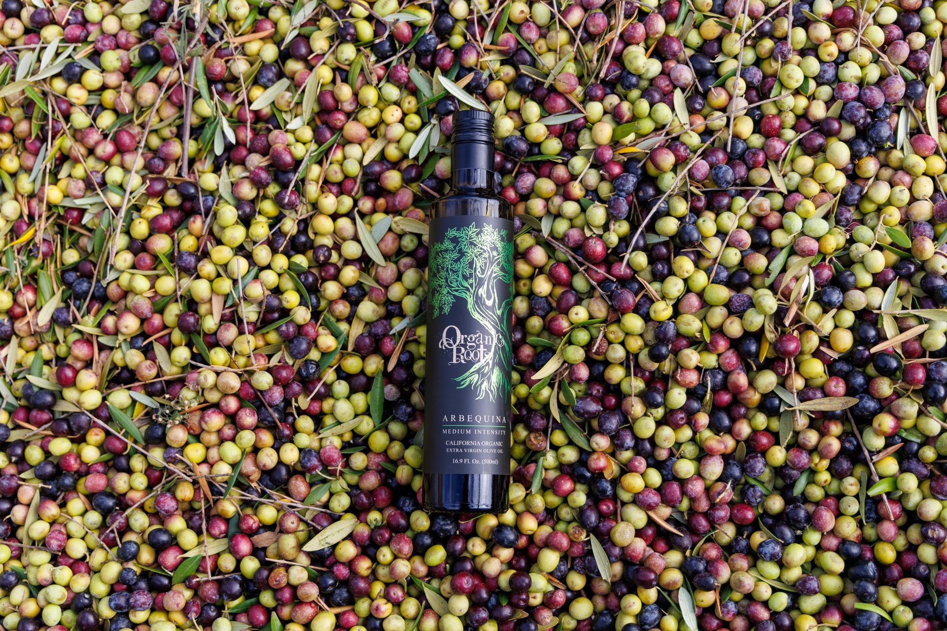 A bottle of olive oil is sitting on top of a pile of olives.