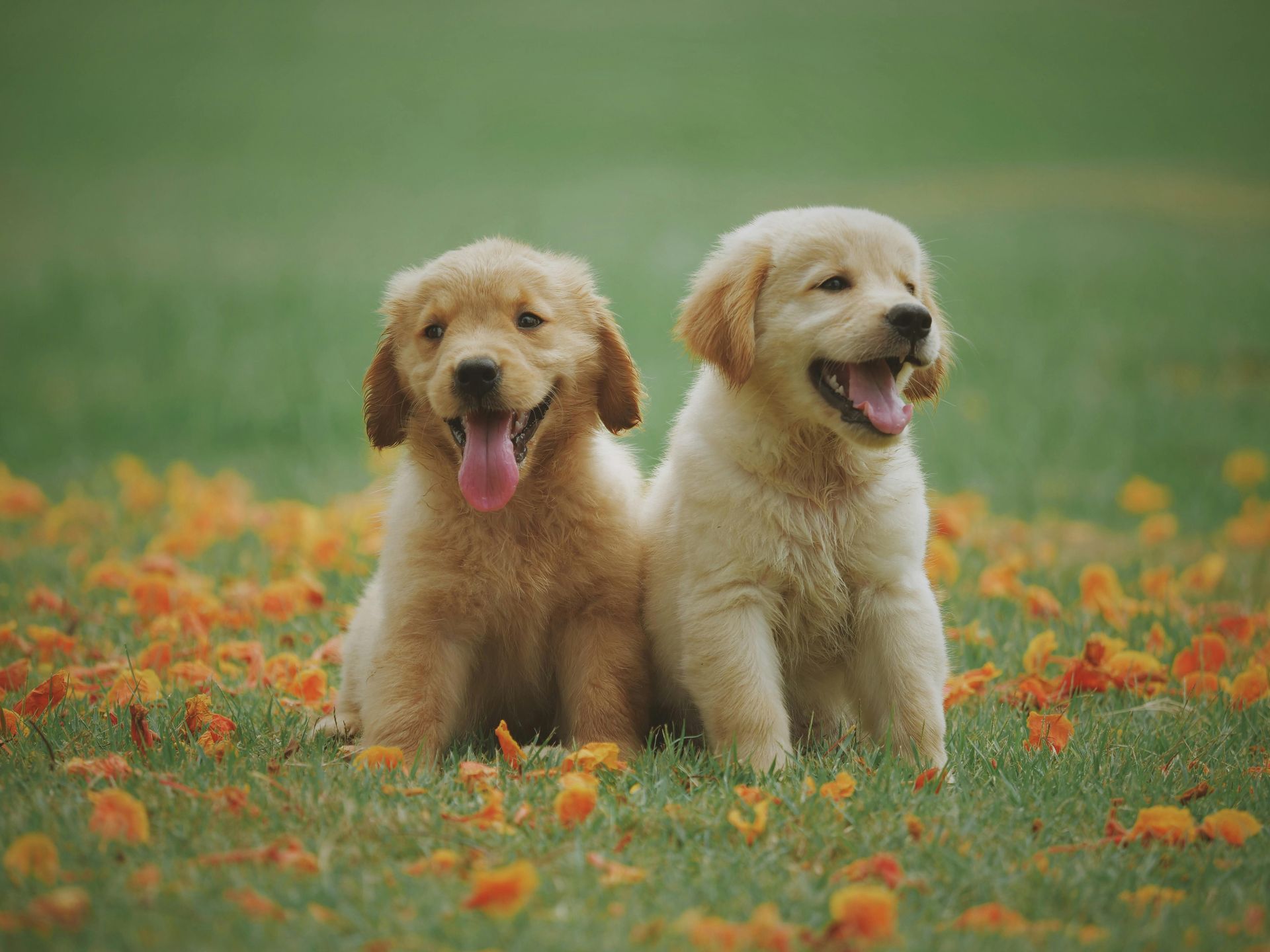 Two golden retriever puppies sit together on a grassy lawn with orange flowers, both panting.