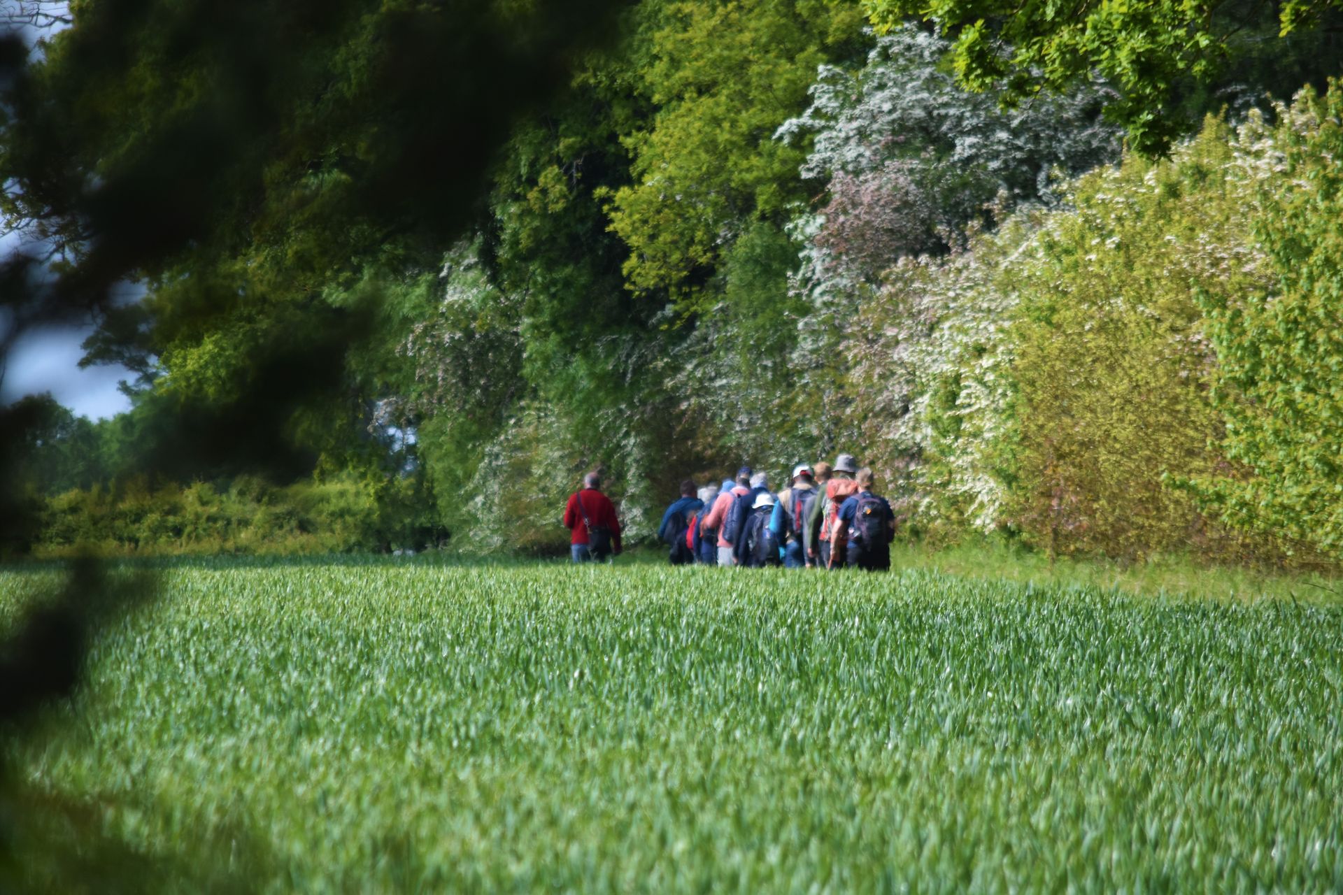 A group of pilgrims walk into the distance, in single file, alongside a field