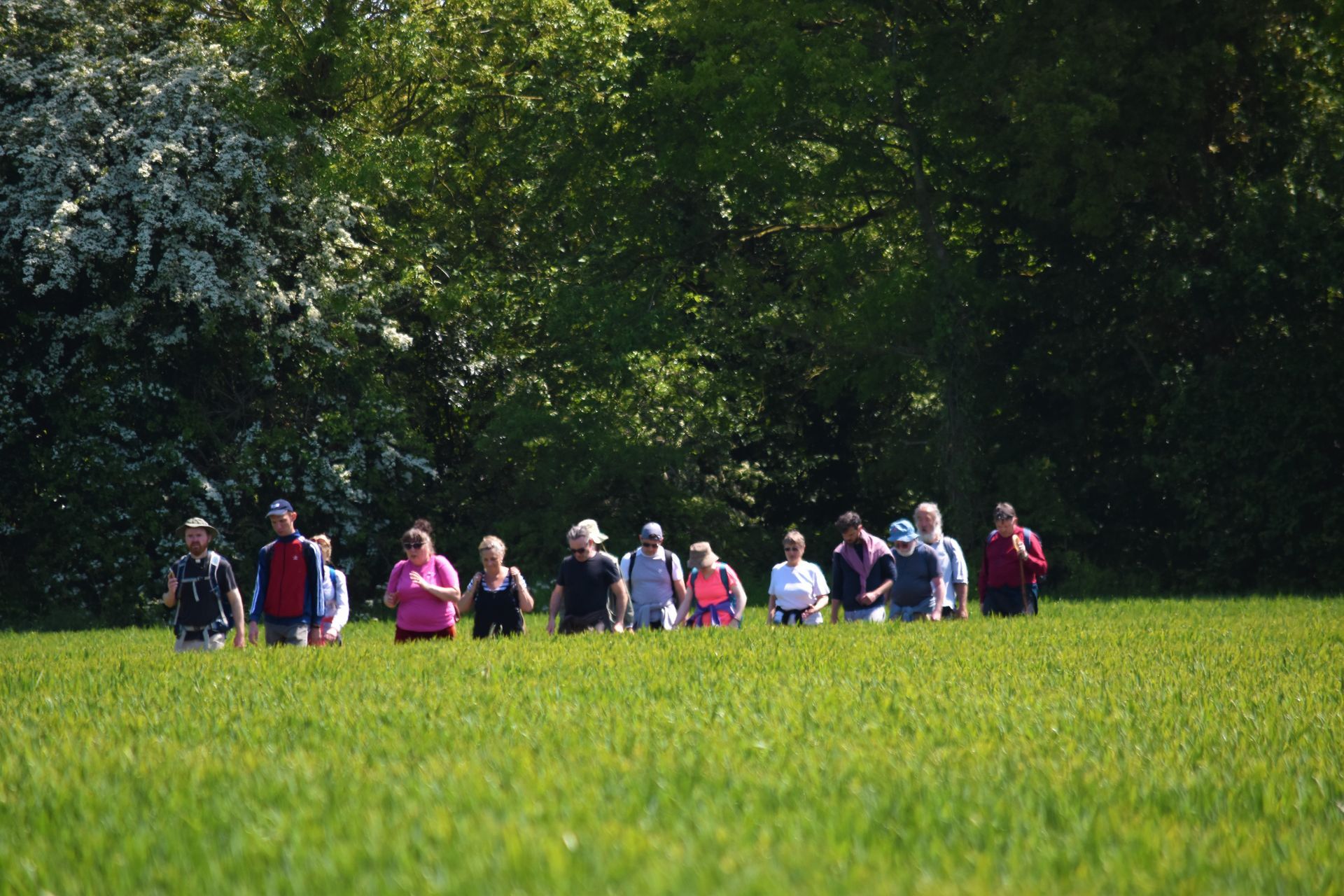 A group of pilgrims walk in single file across a sun-soaked field