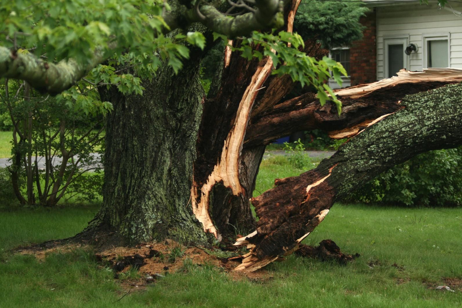 A large tree in a residential yard has suffered a major structural failure.