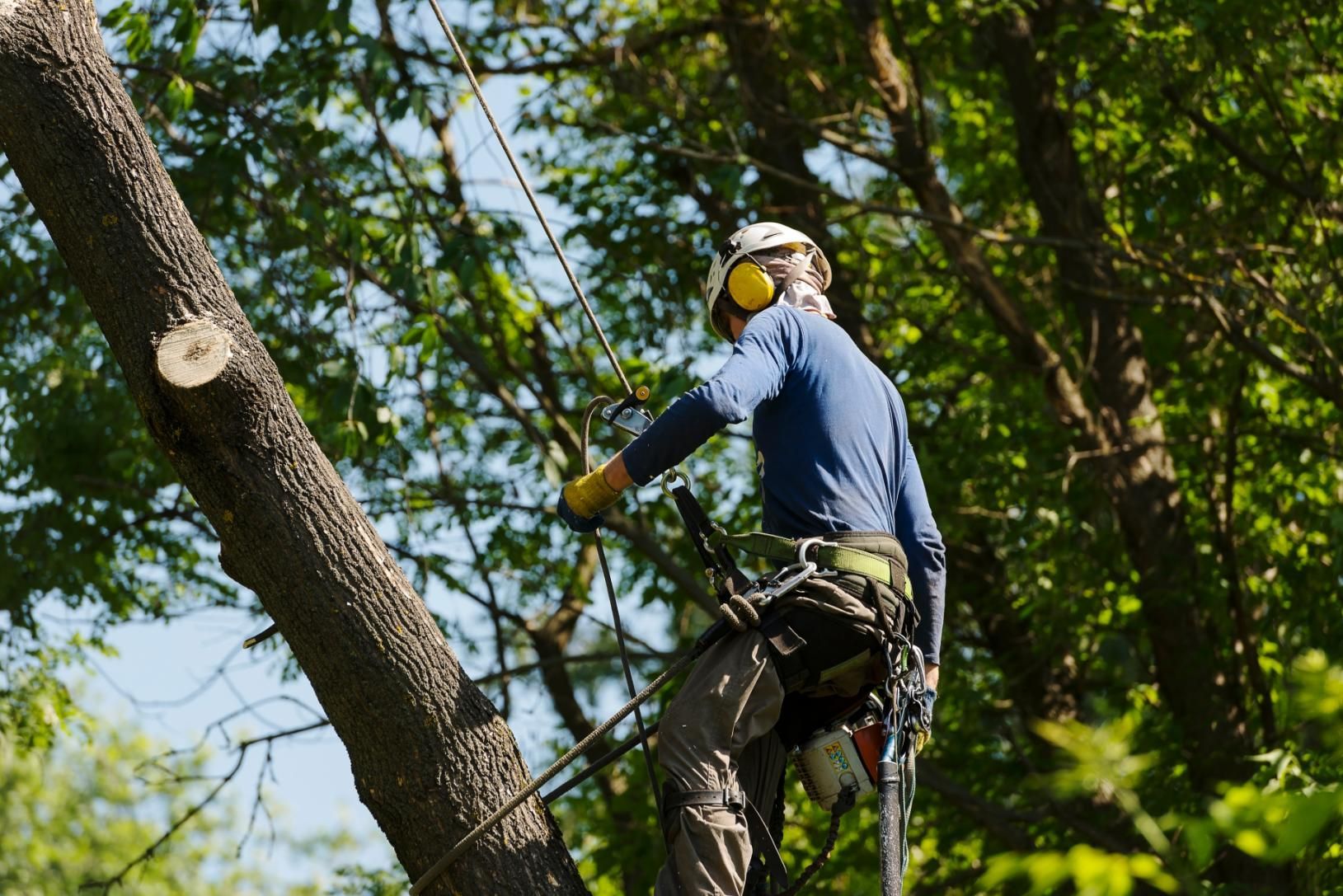 An arborist wearing a safety helmet and harness works high in a lush green tree, secured by ropes.