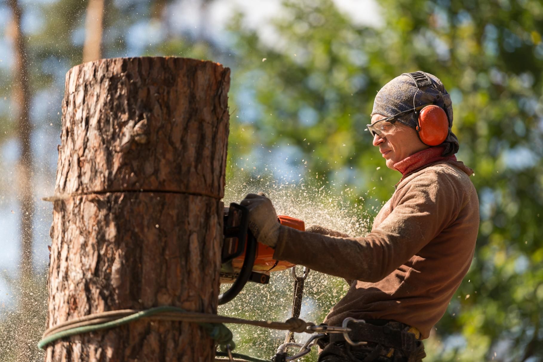An arborist in protective gear uses a chainsaw to cut into a standing tree trunk outdoors.