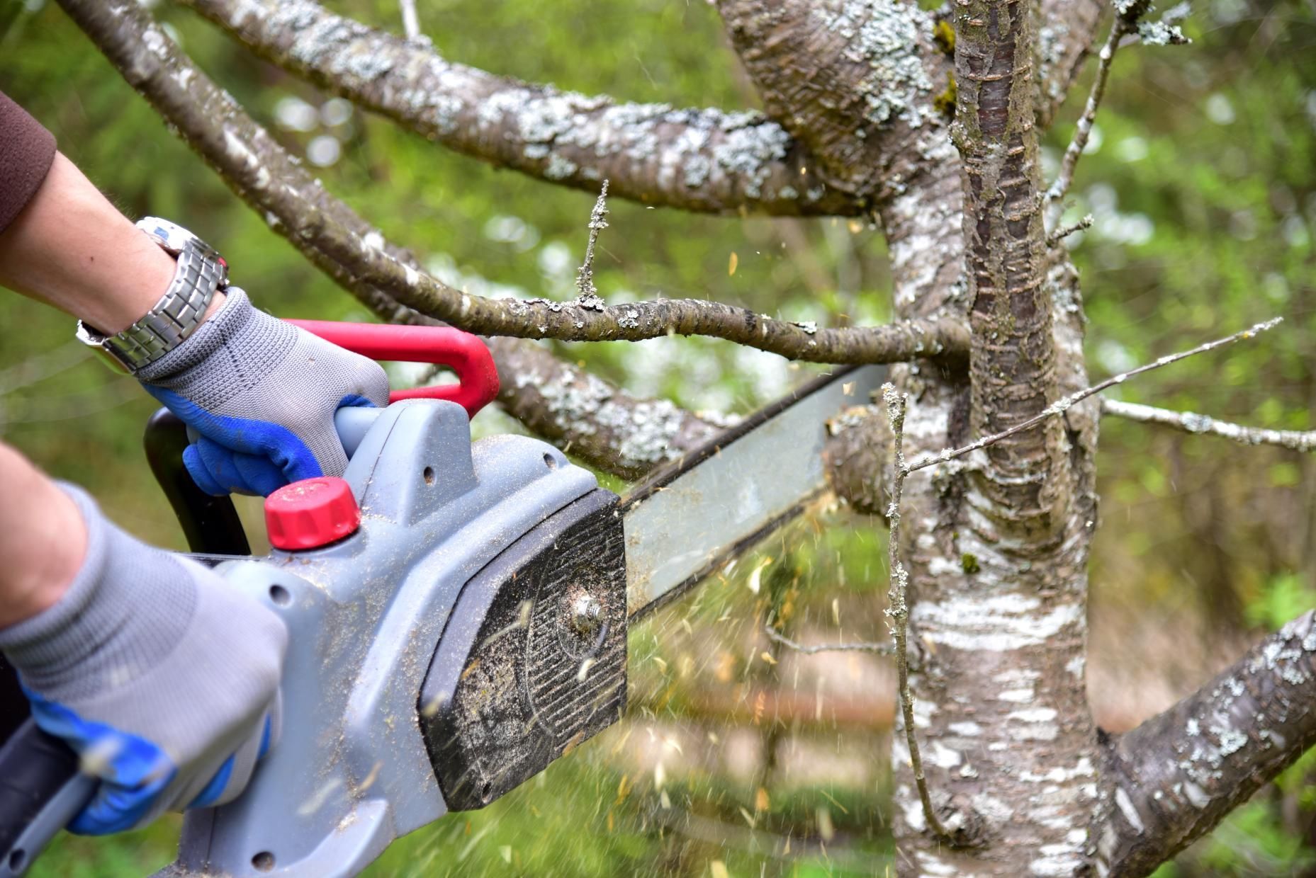 A person wearing blue gloves uses a chainsaw to prune a tree branch in a wooded area.