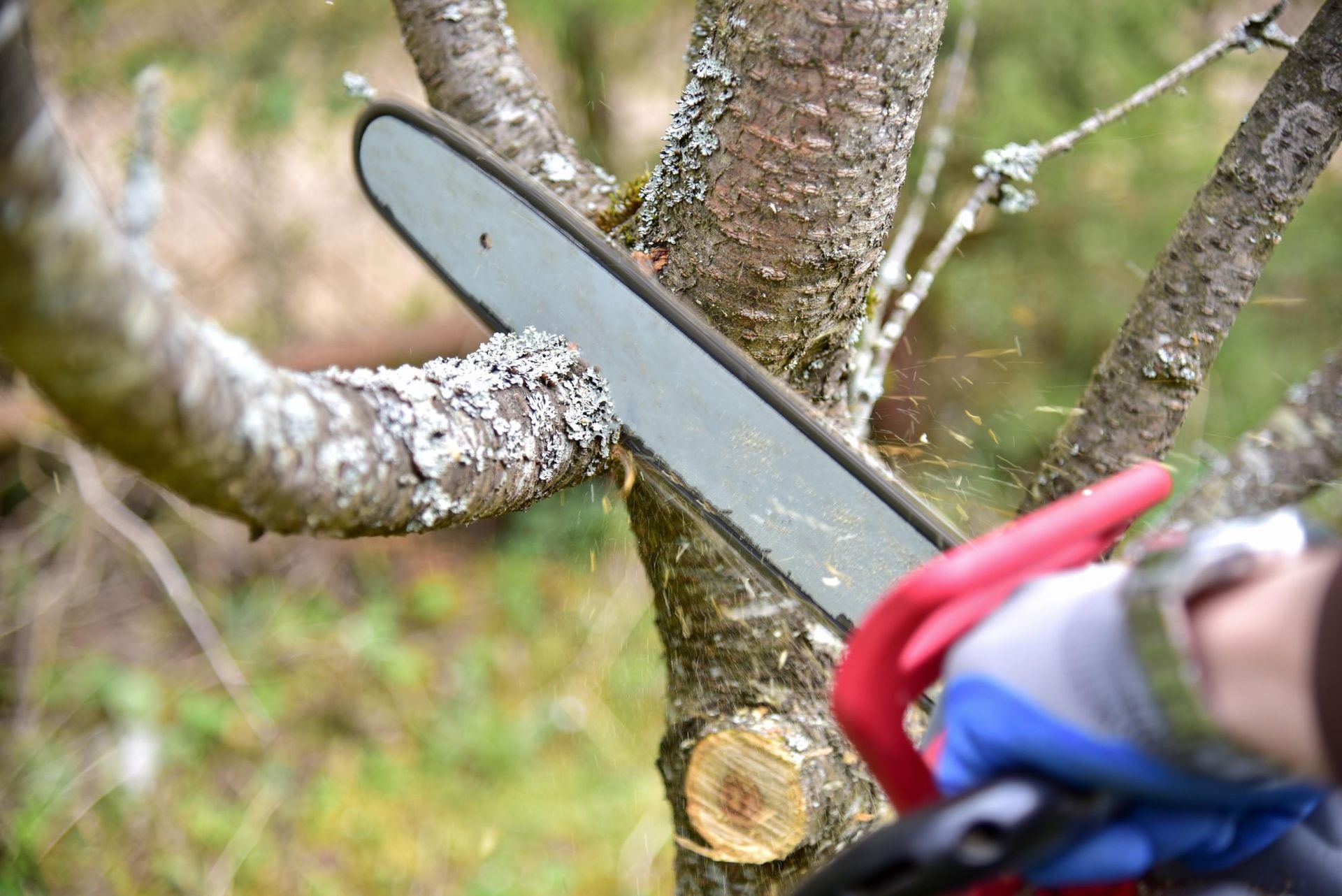 A person wearing blue gloves uses a chainsaw to prune a tree branch covered in light-colored lichen.