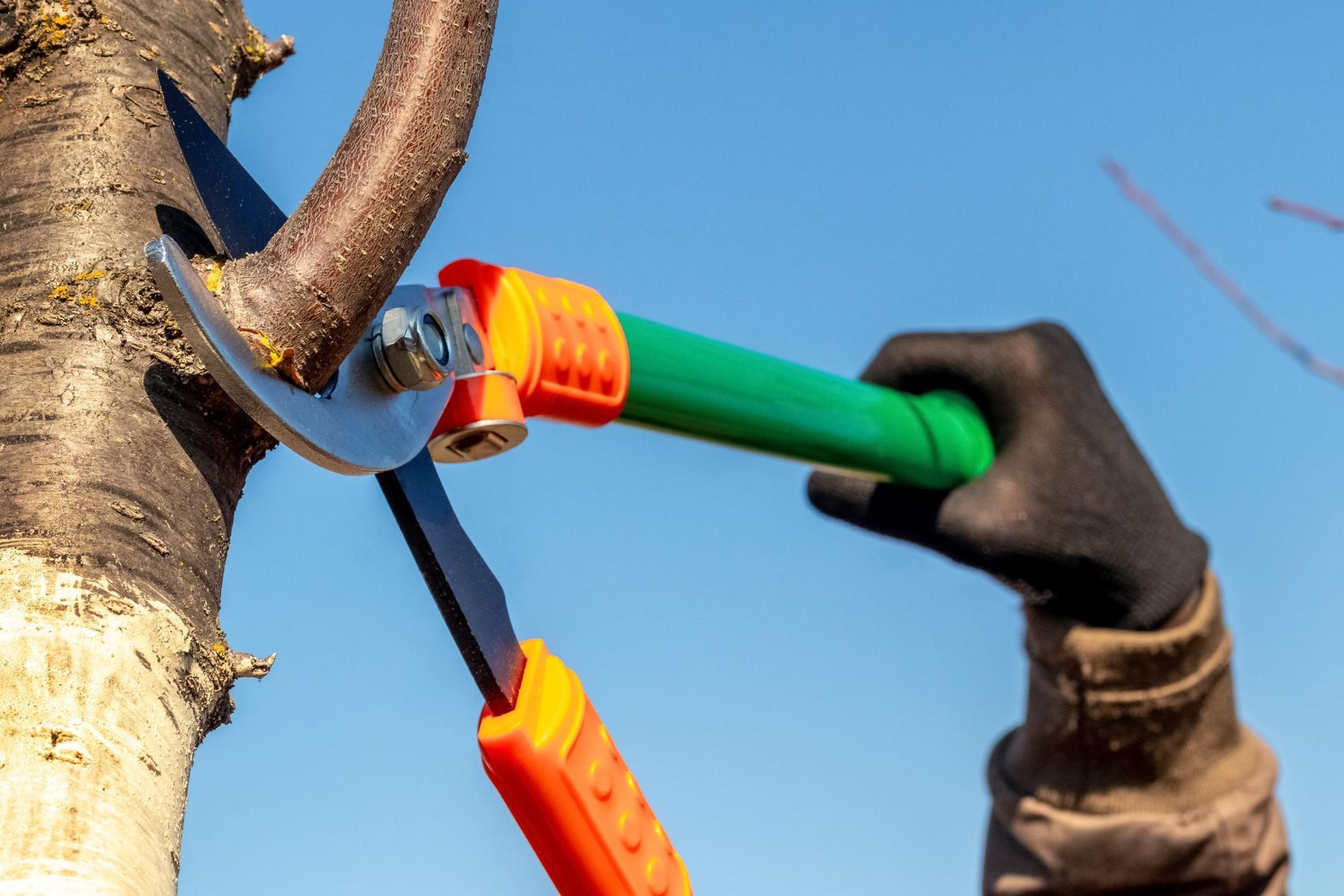 A person in a black glove uses loppers with orange and green handles.