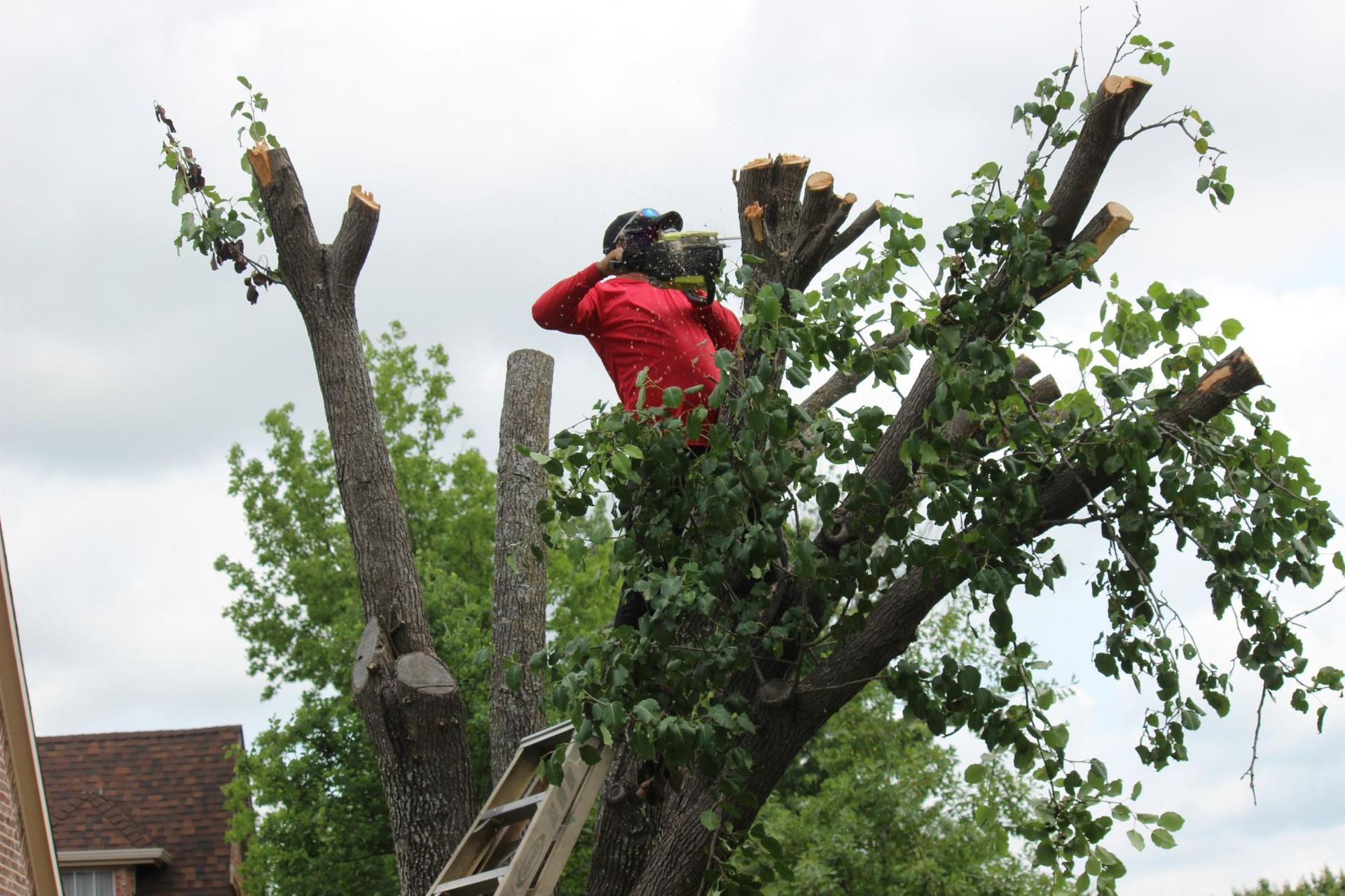 A person in a red jacket uses a chainsaw to prune the top branches of a tree while standing on a ladder.