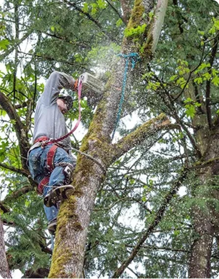 An arborist wearing a harness and helmet cuts a branch high in a mossy, leaf-covered tree.