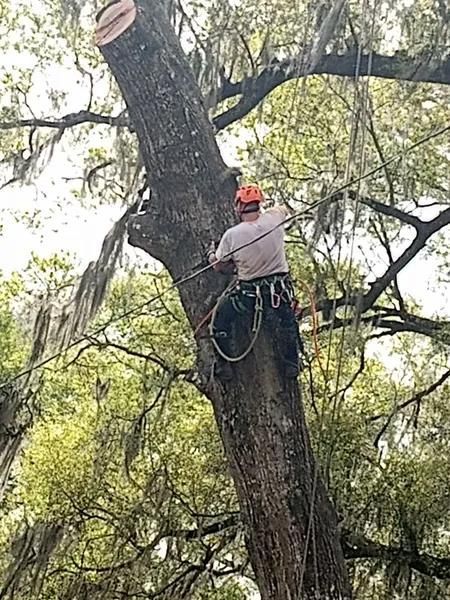 A professional tree climber in safety gear suspended by ropes while working on a tall, mossy tree.