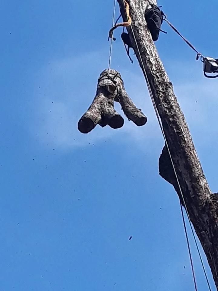 A tree branch being lowered by a rope during a tree trimming operation against a bright blue sky.