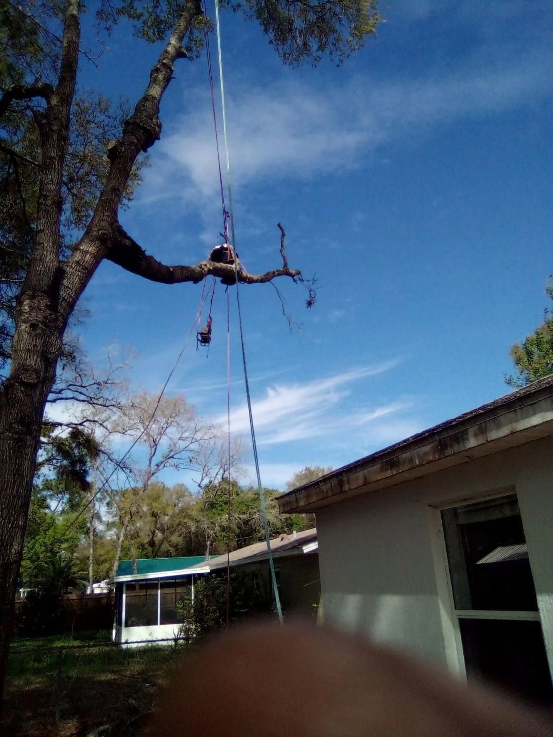 A person suspended by ropes in a tree is trimming a branch above a house.