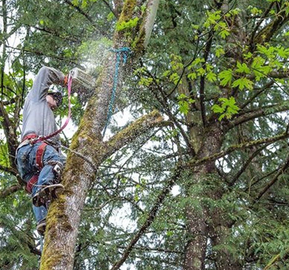 An arborist in protective gear climbs a mossy tree, using a chainsaw to cut a branch.