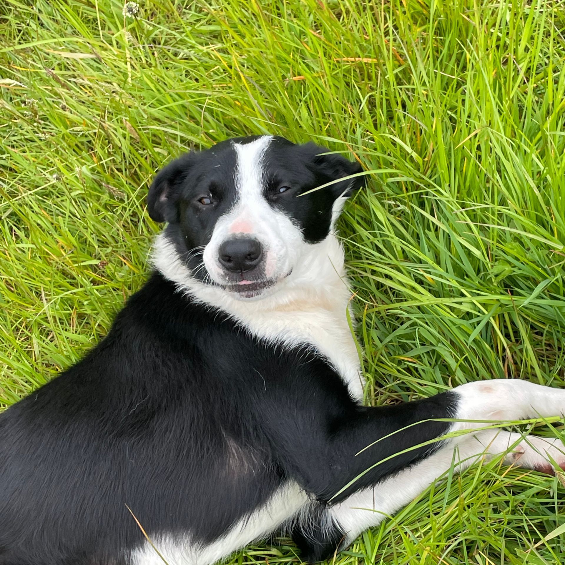 A black and white dog is laying in the grass