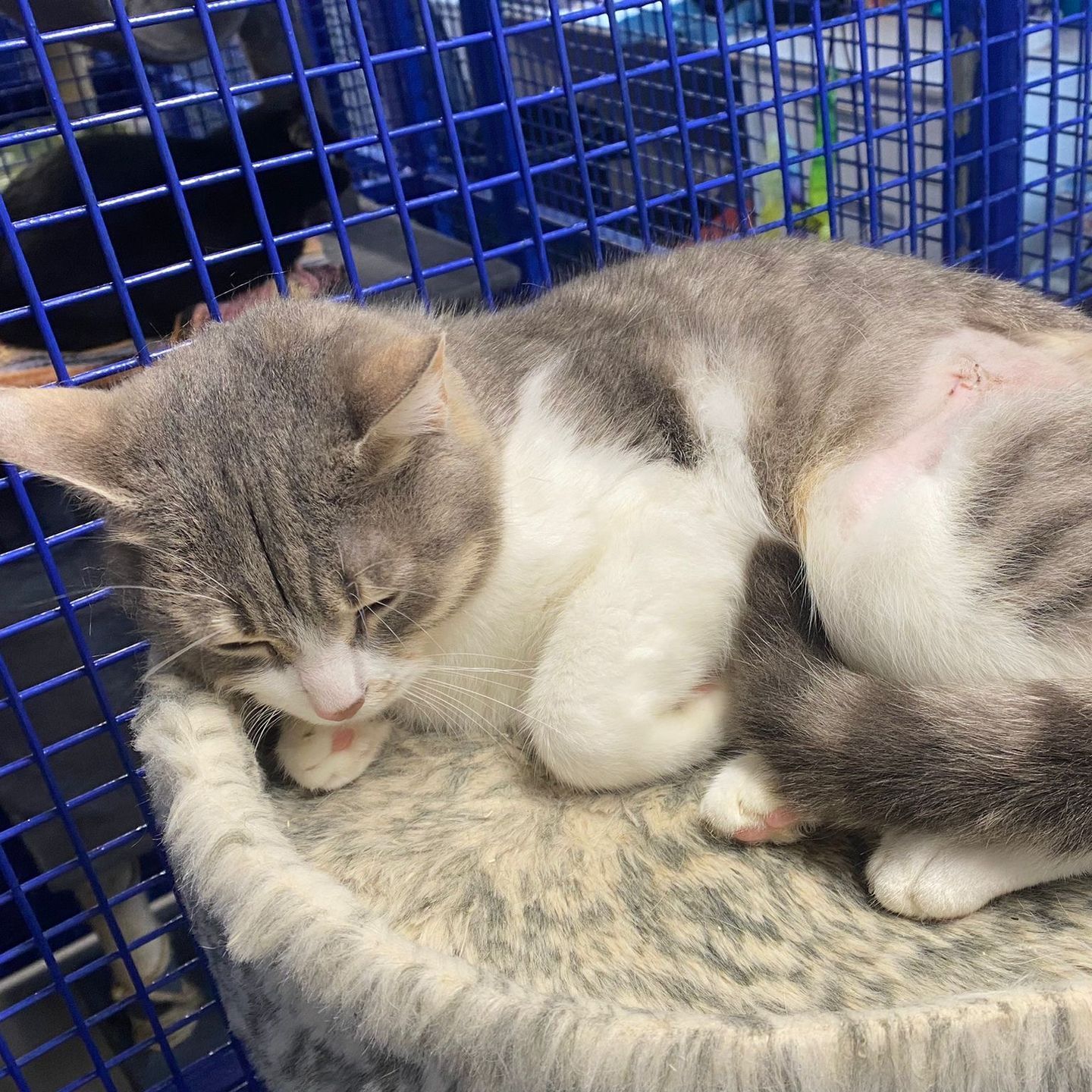 A gray and white cat is laying on a cat tree in a cage.