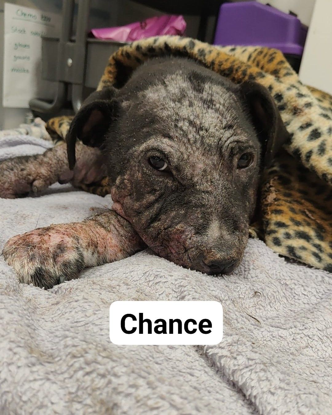 A dog laying on a blanket with the name chance on it