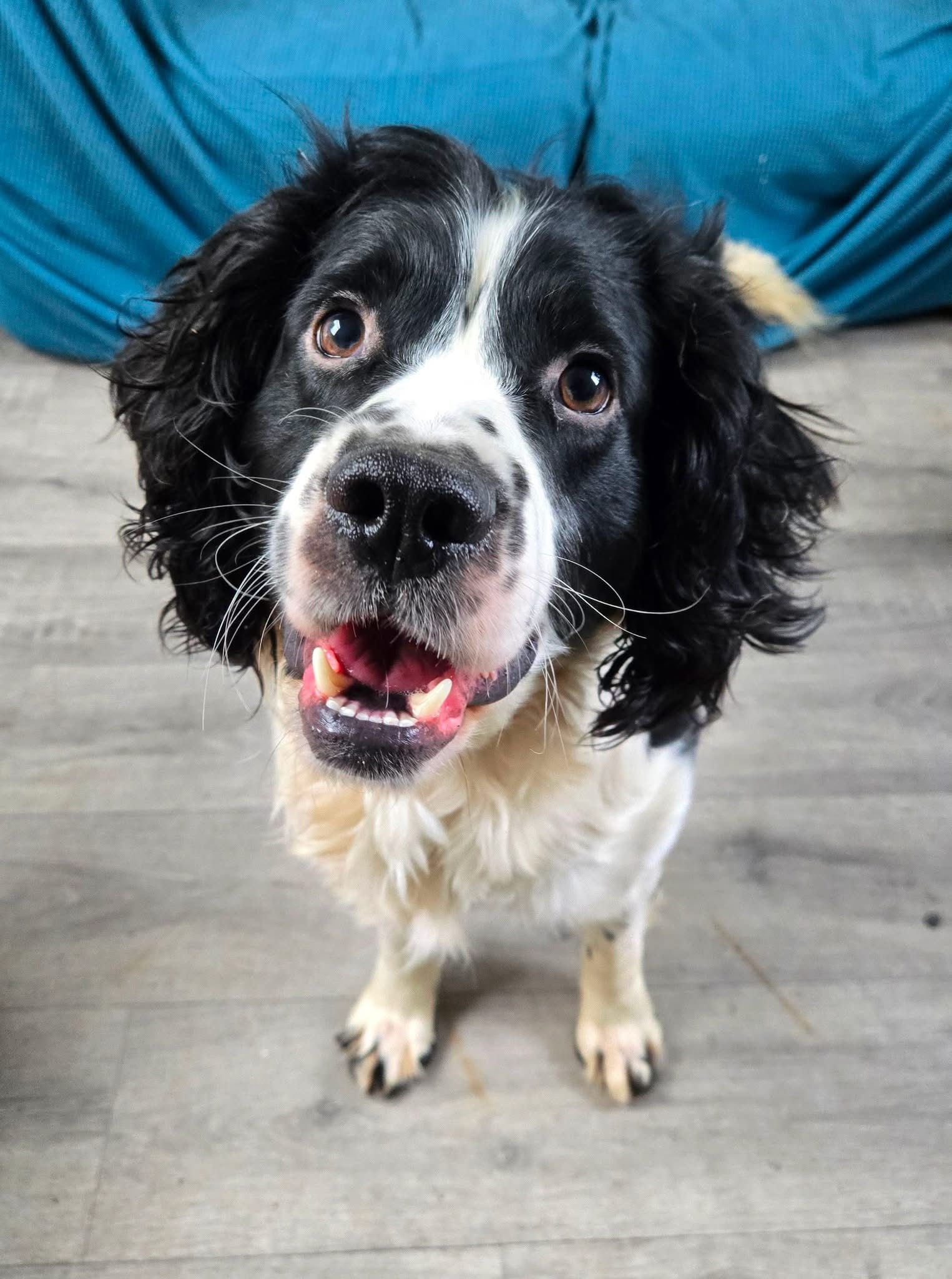 Meet Bobby - foster home required