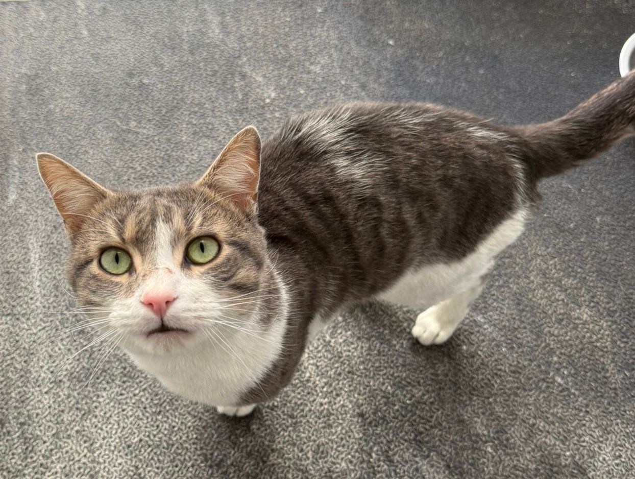 Meet Duncan
