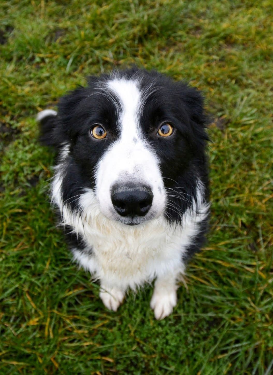 Meet Collie Faith