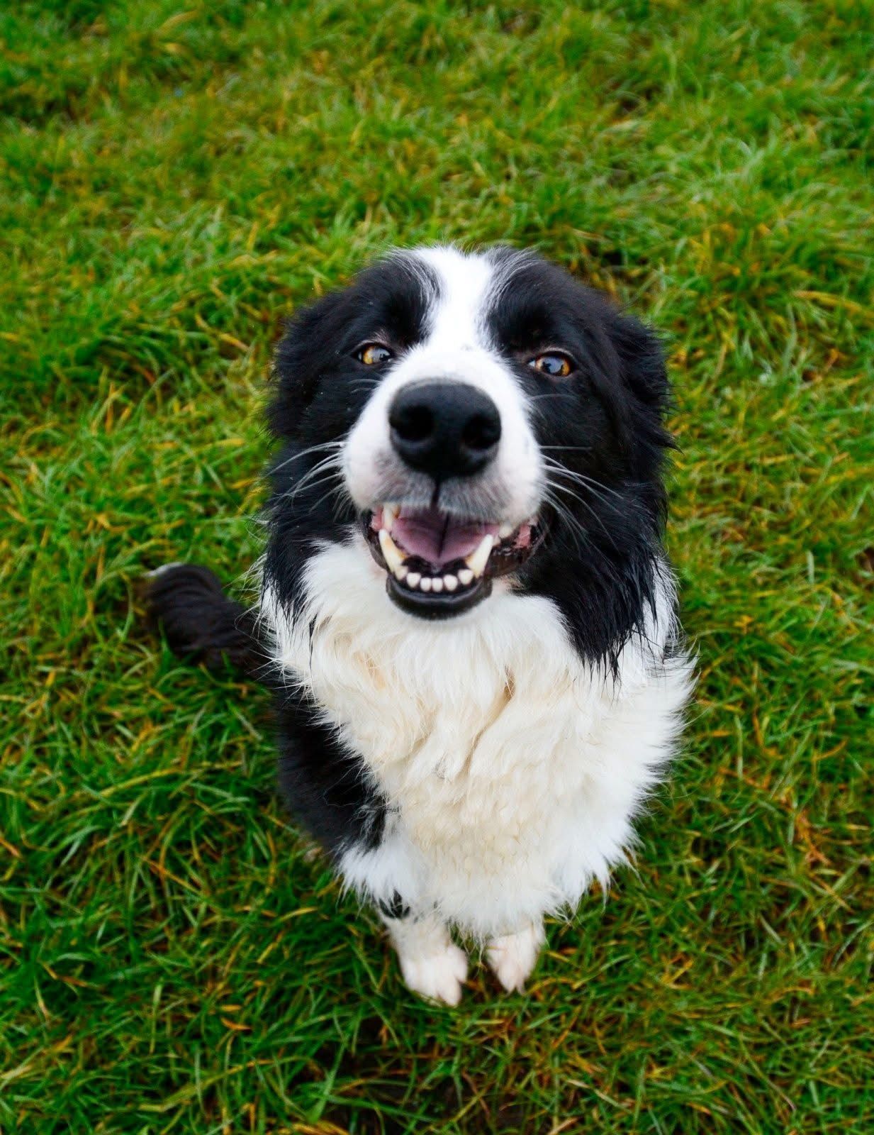 Meet Collie Faith