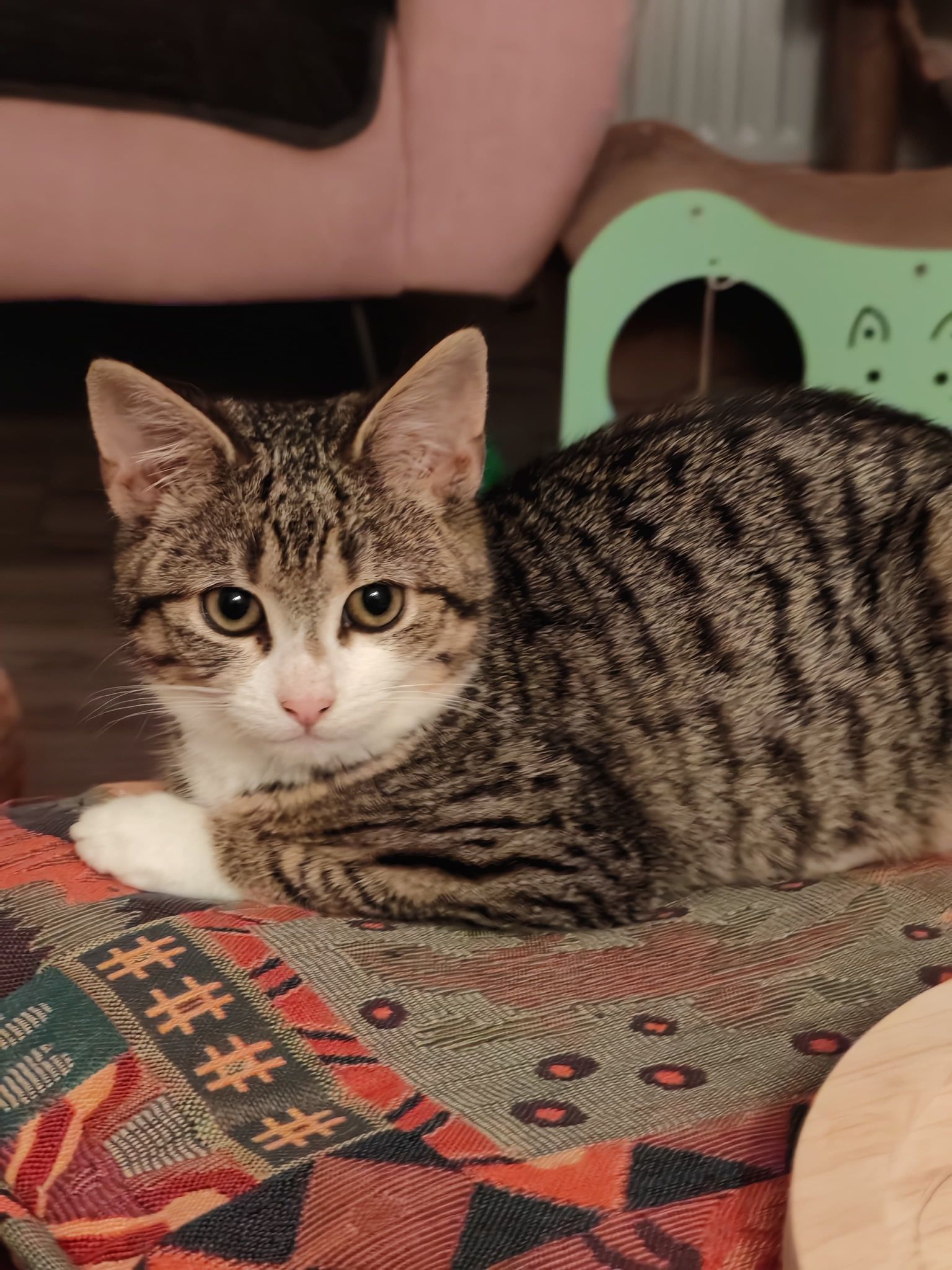 Meet Hugo, Hally and Nova