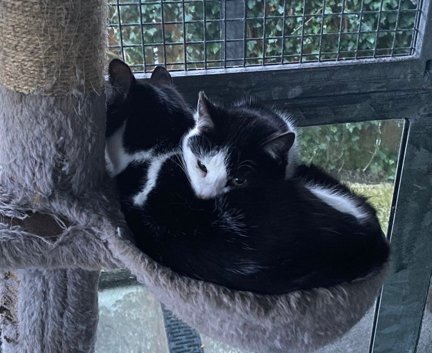 Meet Hollie and Nora