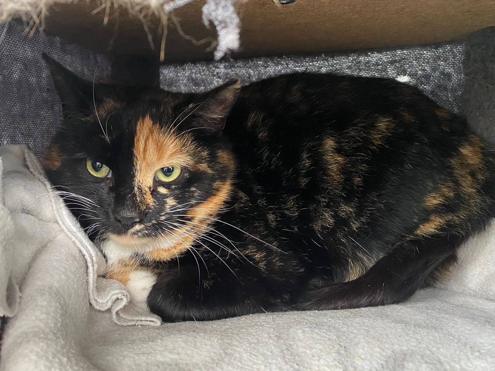 Meet beautiful Honey