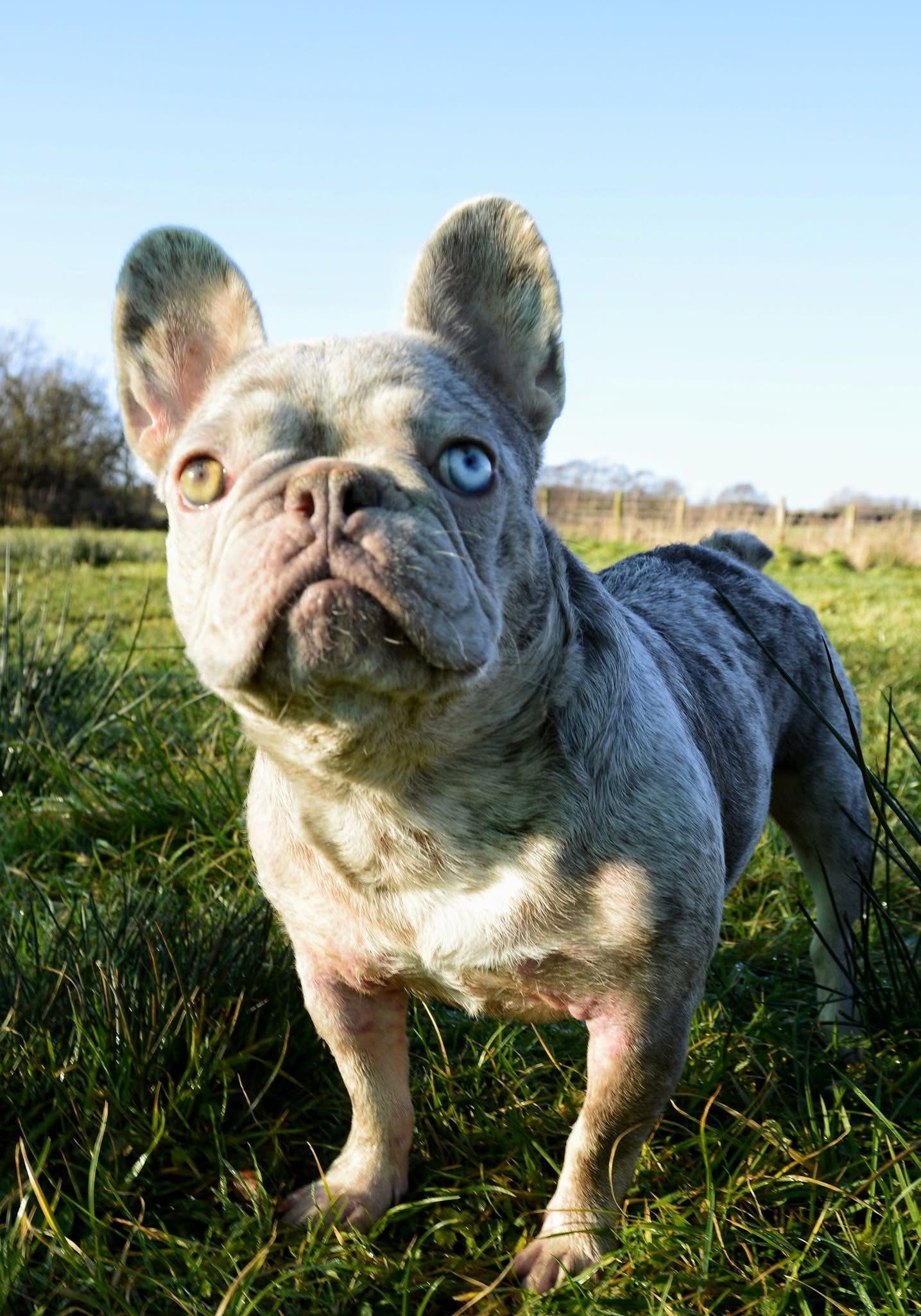 Lulu - foster opportunity