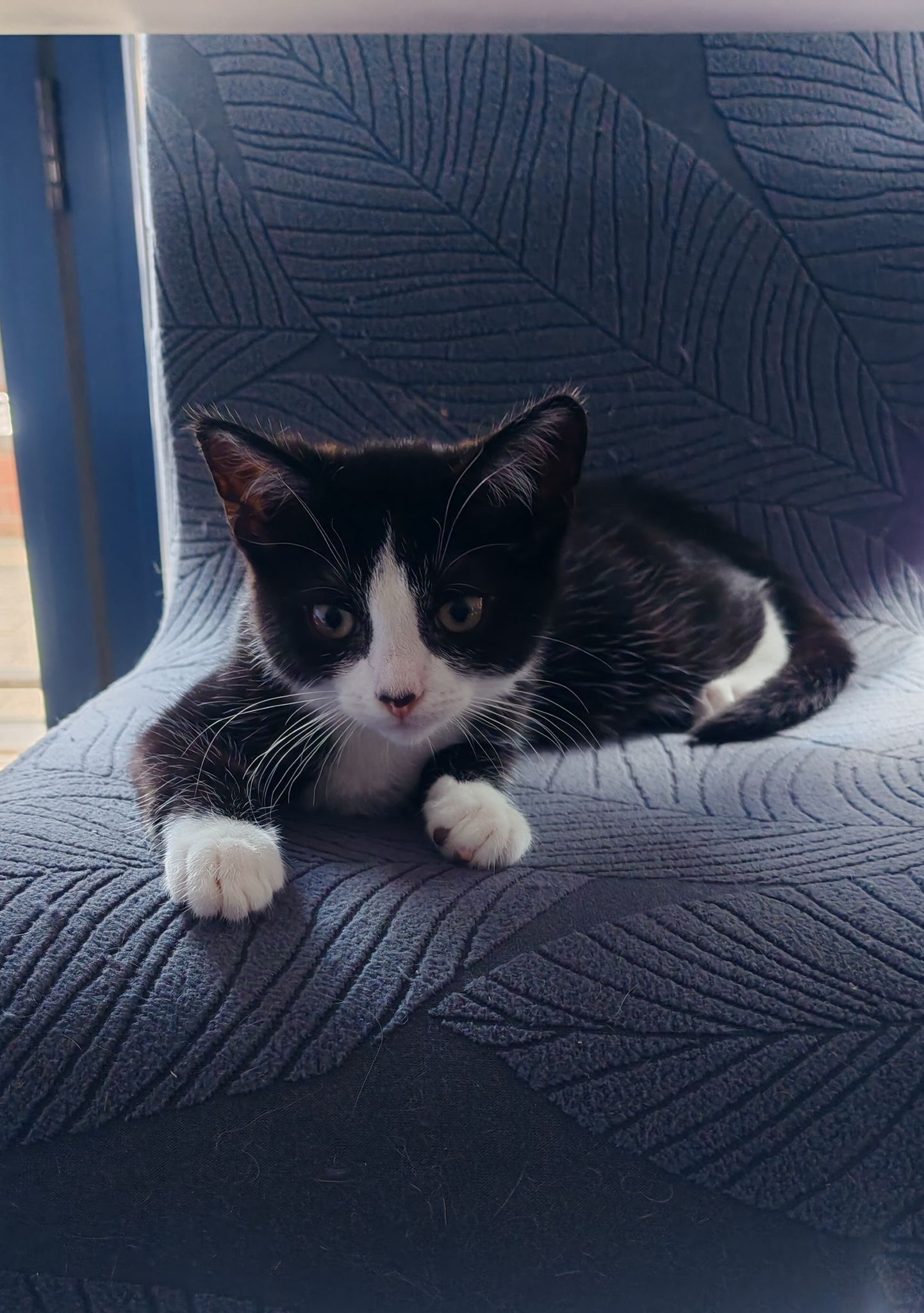 Meet Lola