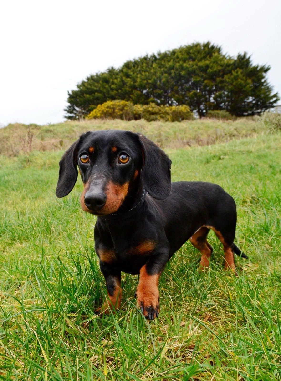 Meet Luna the Dachshund