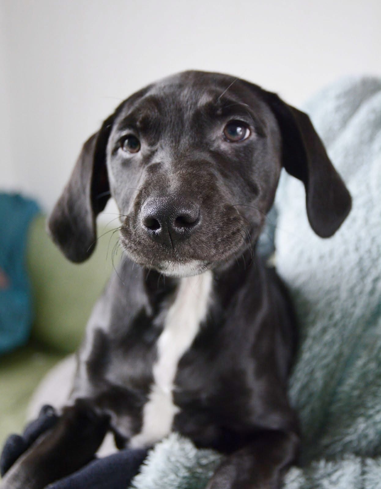 Meet Marshall & Rocky