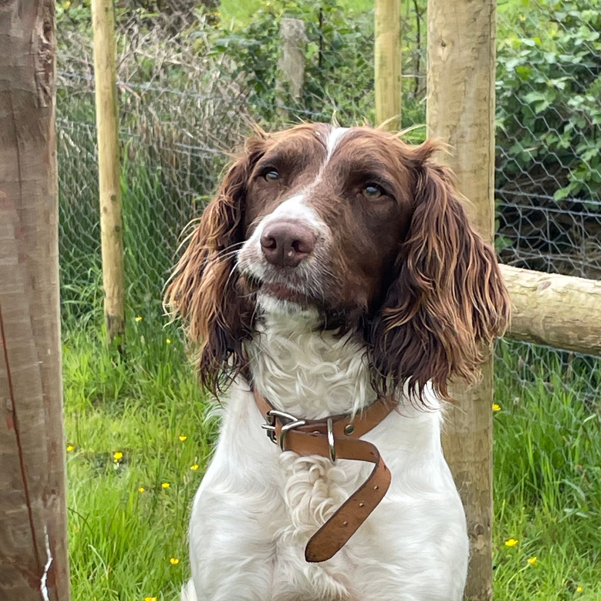 A brown and white dog is sitting in the grass next to a wooden fence.