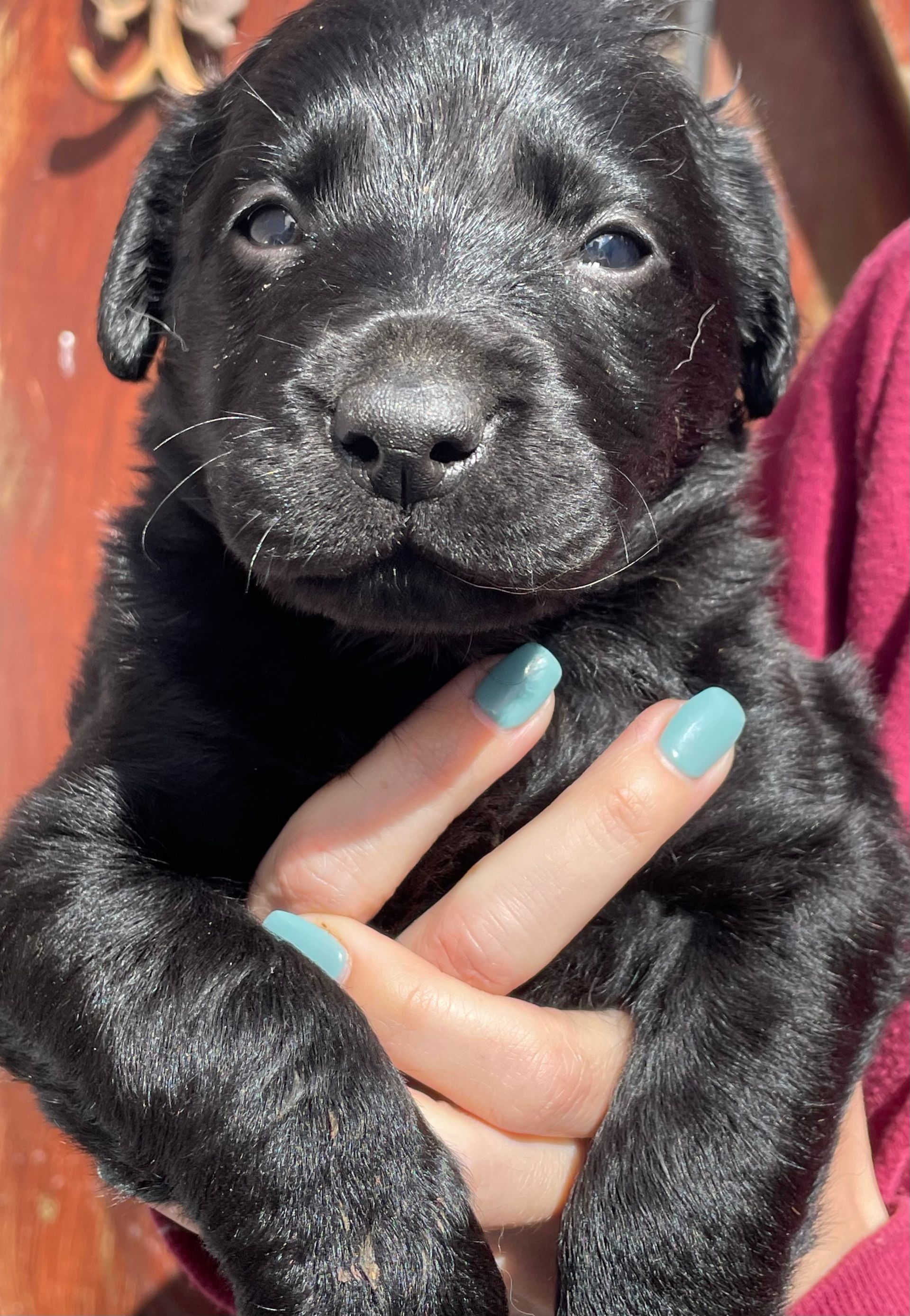 A person holding a black puppy with blue nails