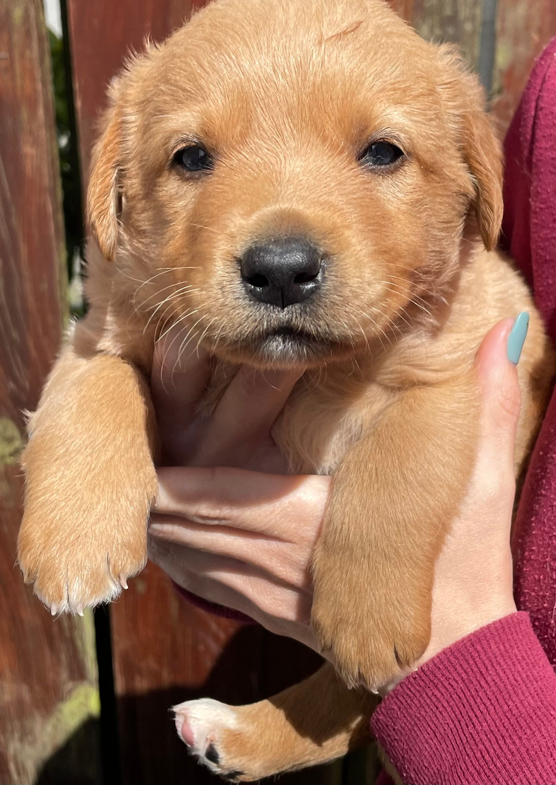 A person is holding a brown puppy in their hands.