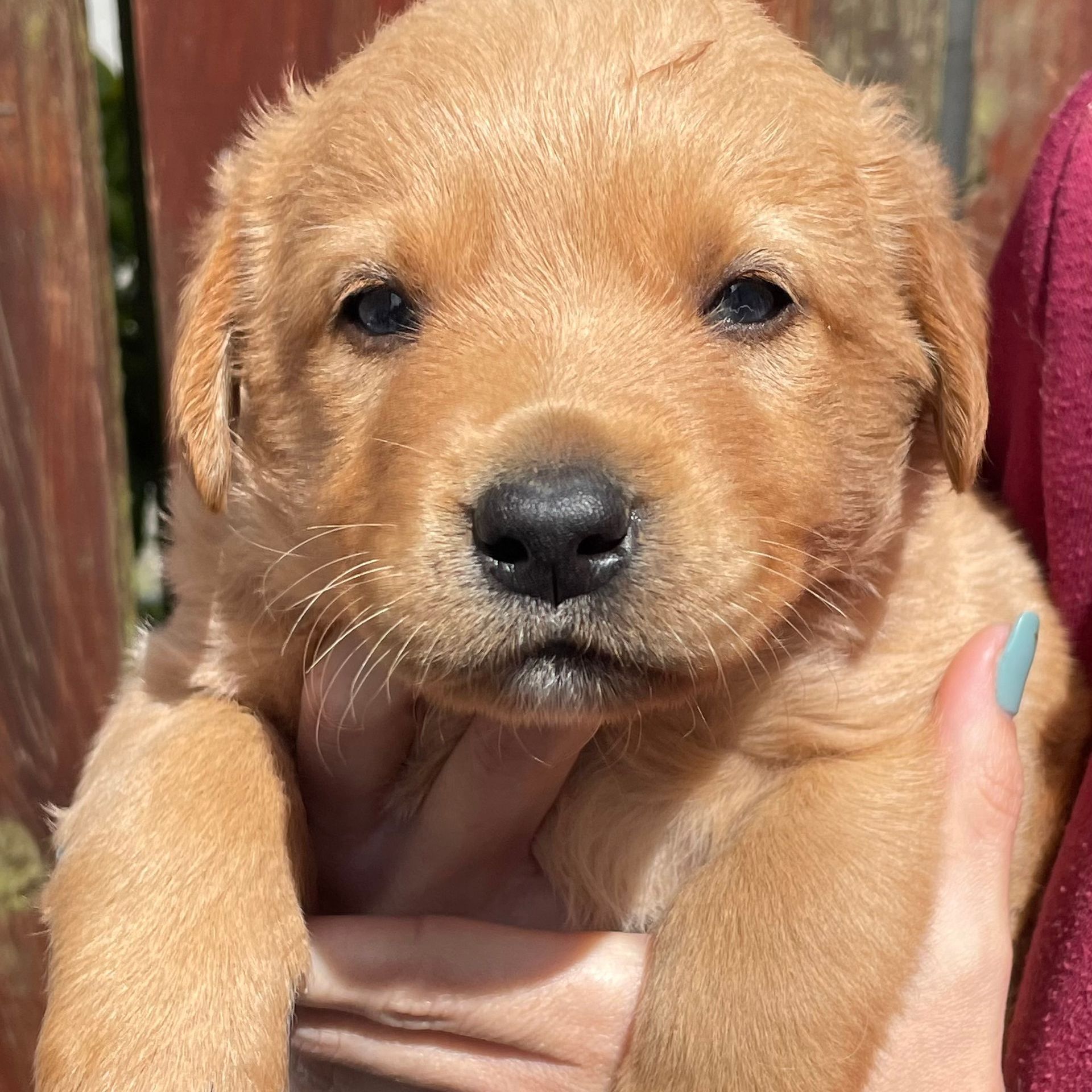 A person is holding a brown puppy in their hands.