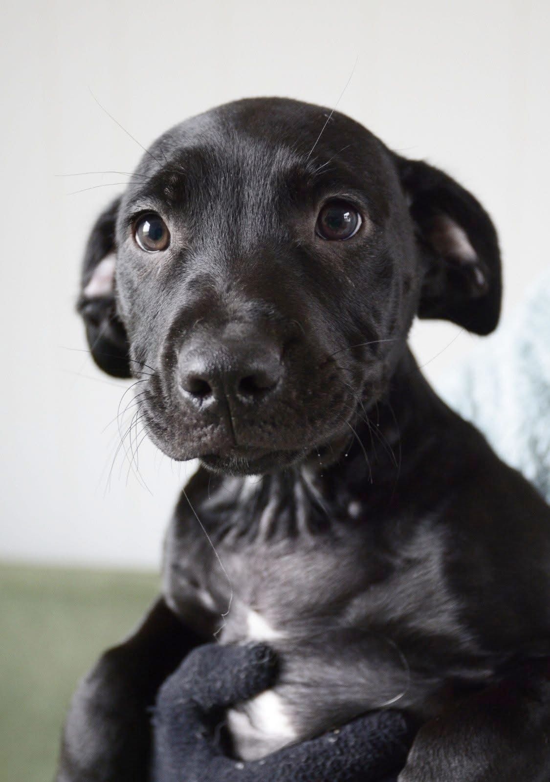 Meet Marshall & Rocky