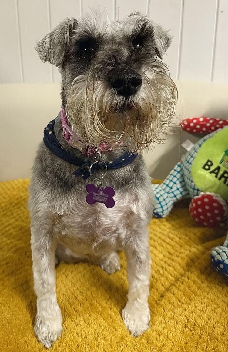 Meet Ruby the miniature Schnauzer
