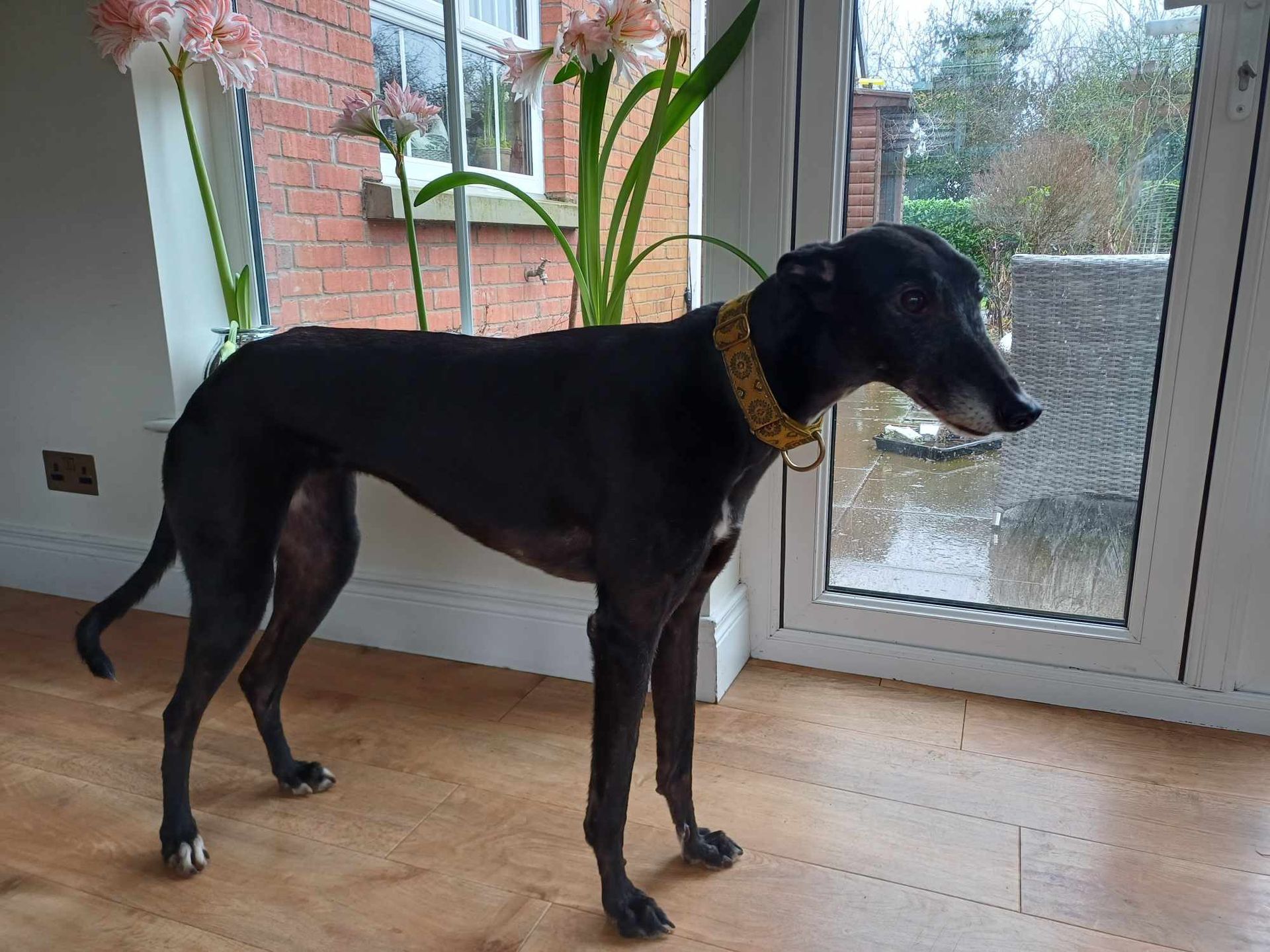 Meet Ruby - the greyhound