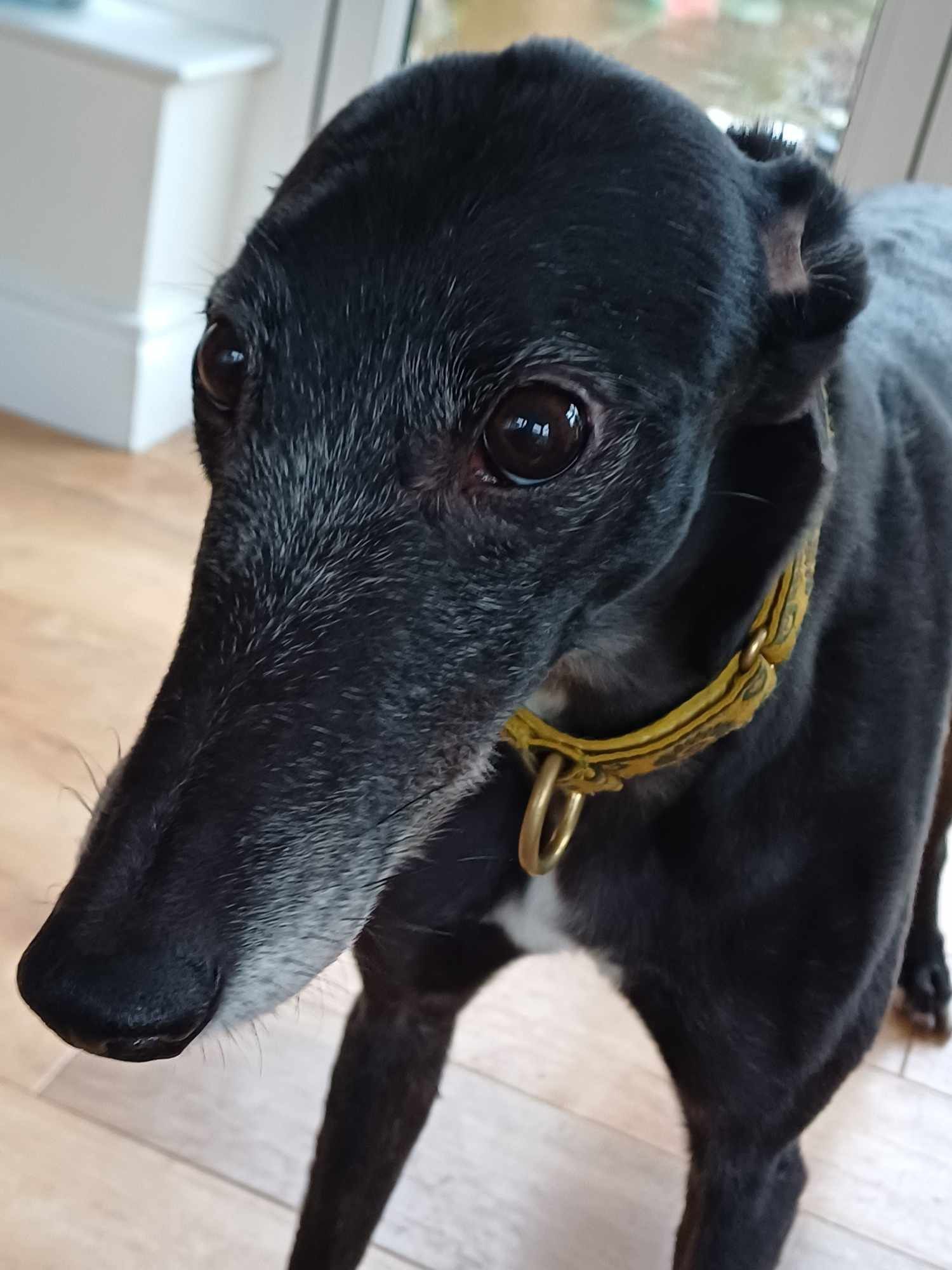 Meet Ruby - the greyhound