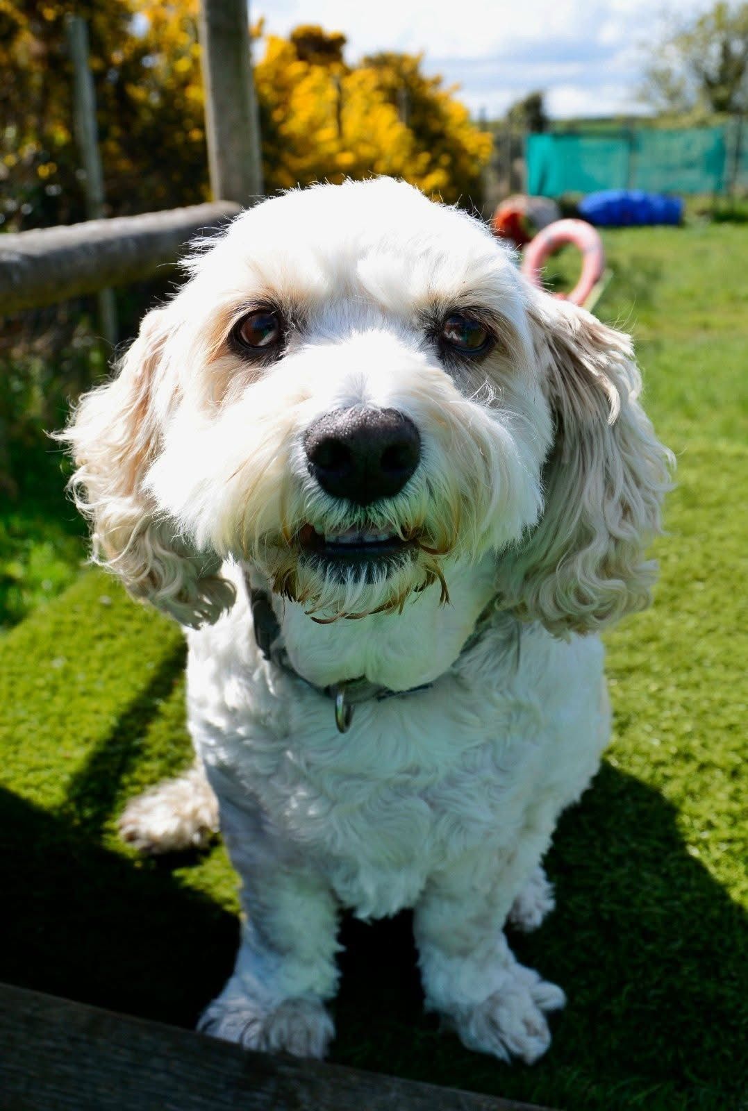 Meet Toby