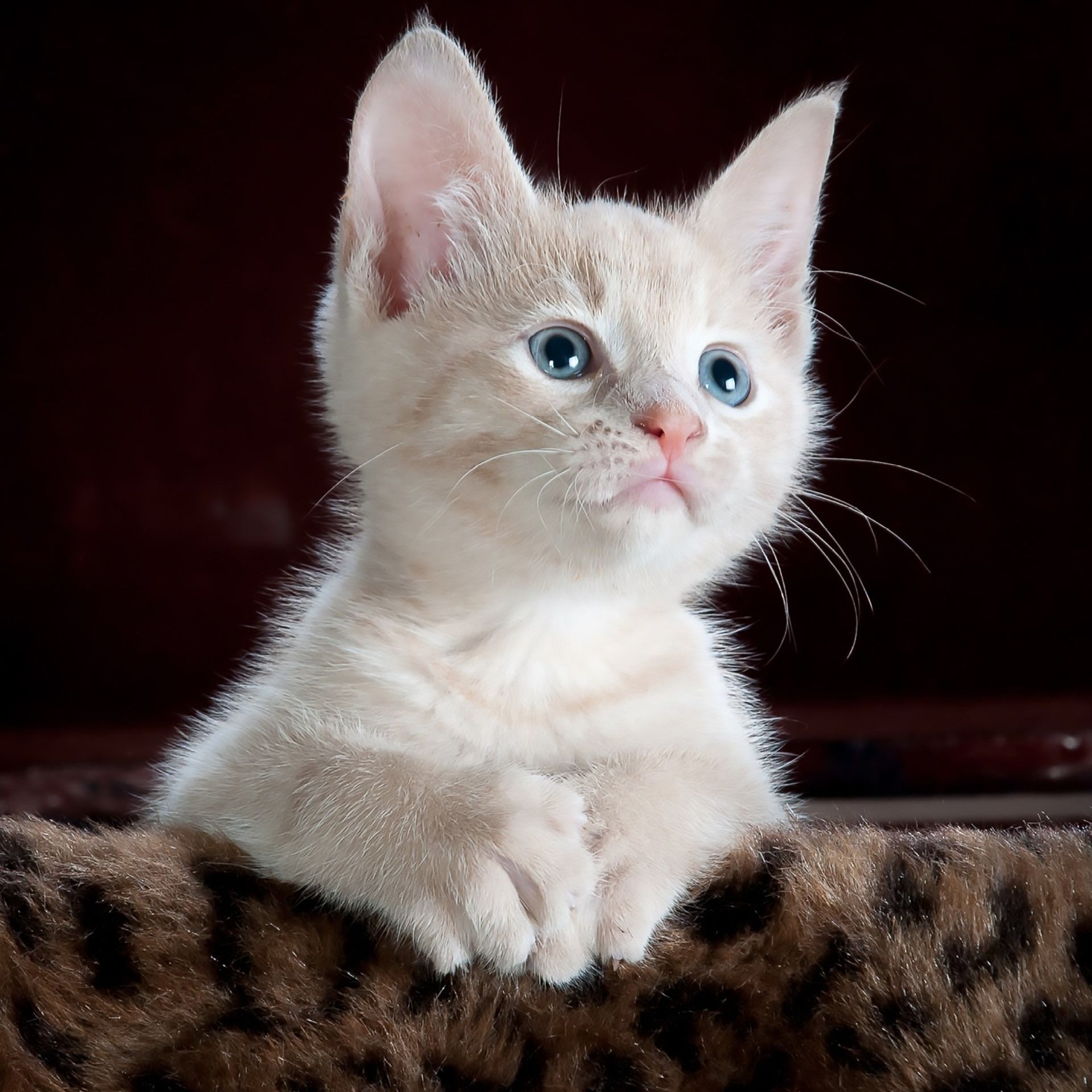 A white kitten with blue eyes is sitting on a leopard print blanket