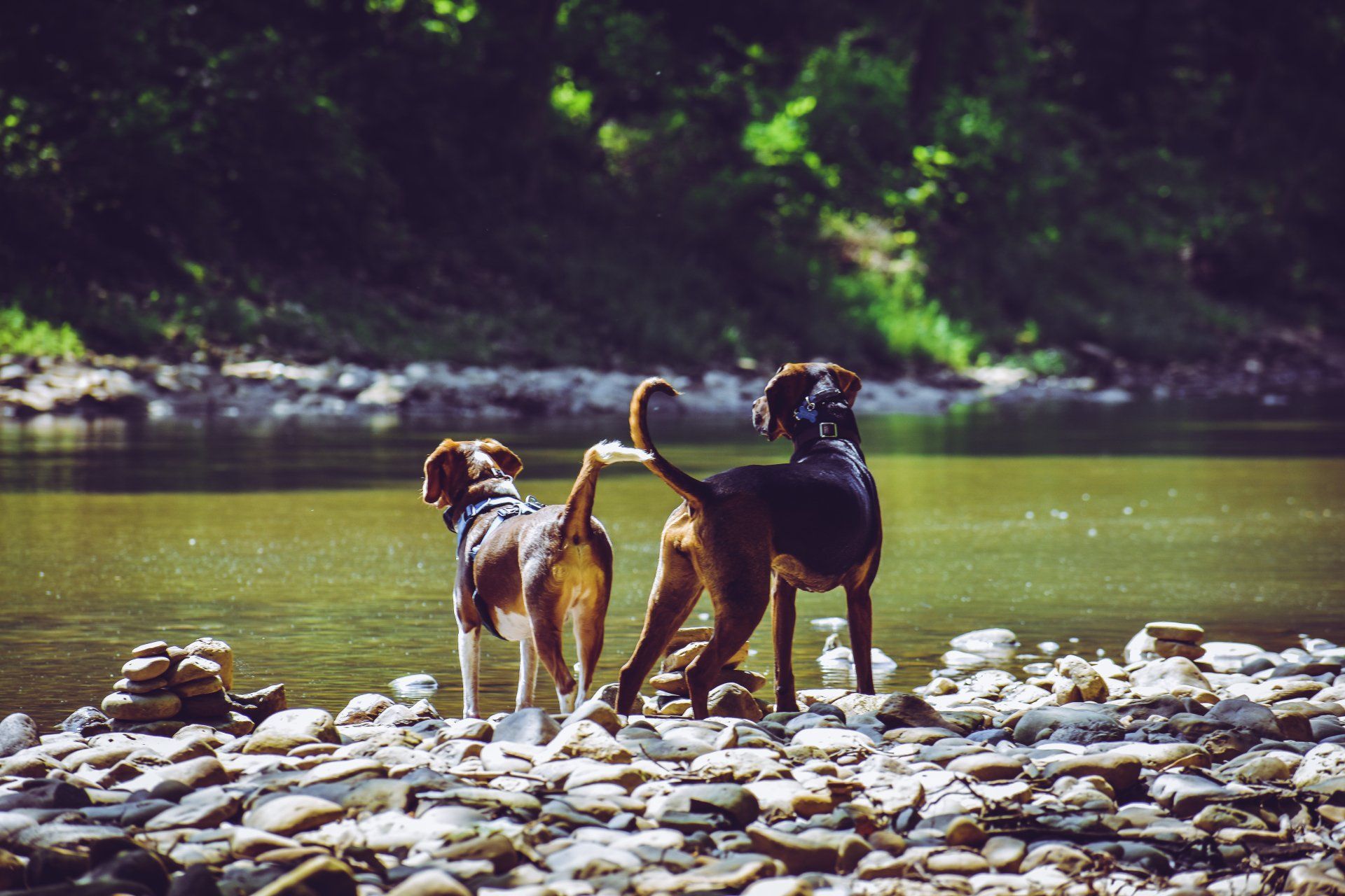 Two dogs are standing on a rocky shore of a river.
