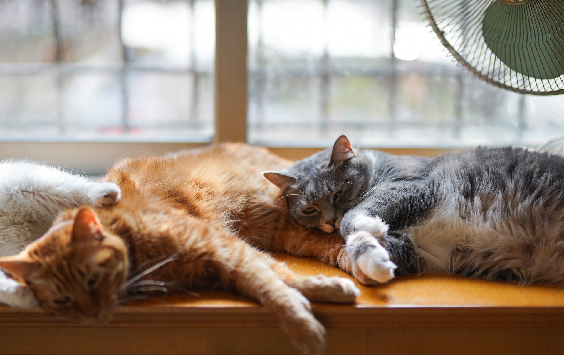 Three cats are laying on a window sill next to a fan.