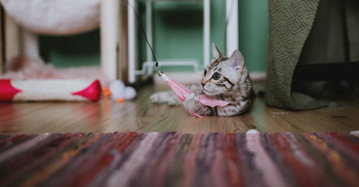 A kitten is playing with a toy on the floor.