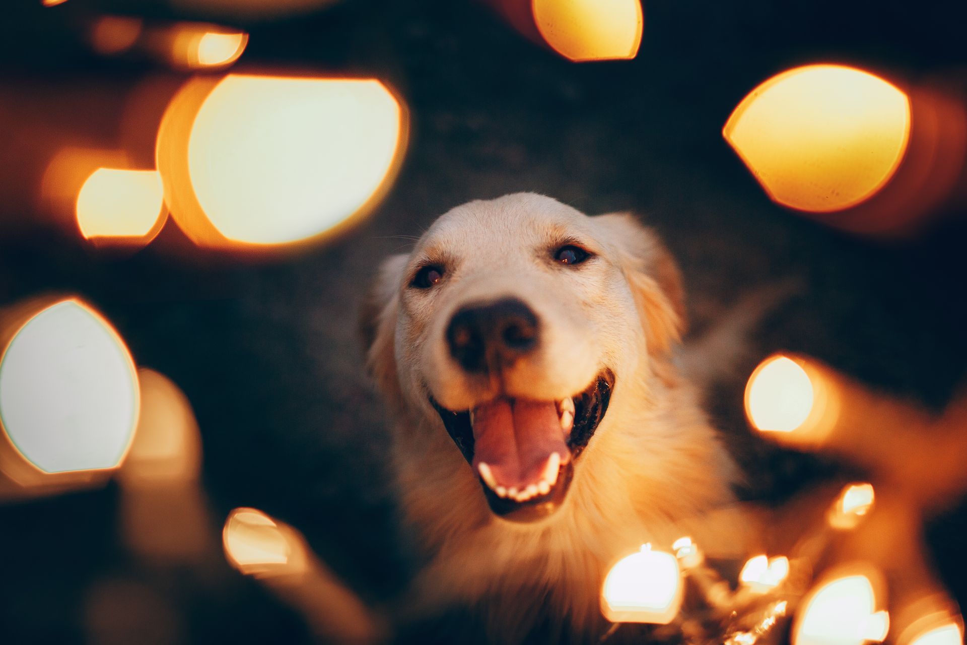 A close up of a dog surrounded by christmas lights.